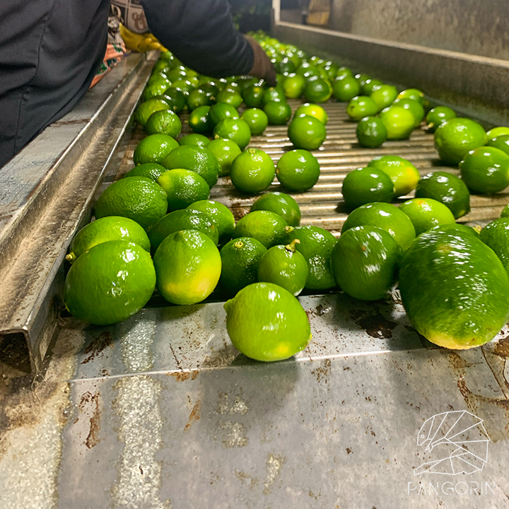 Vietnam's Seedless Lime