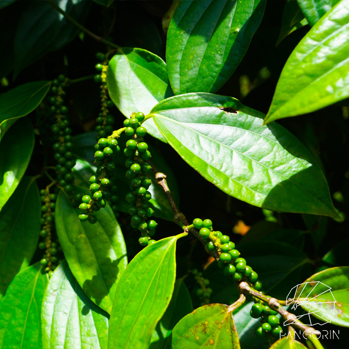 Vietnam's Pepper