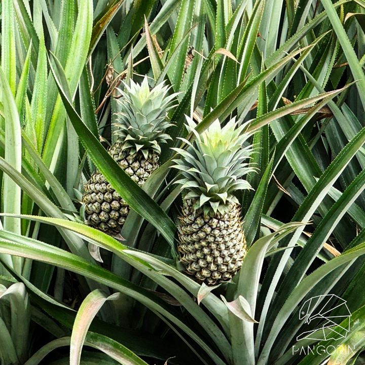 Vietnam's MD2 Golden Pineapple research